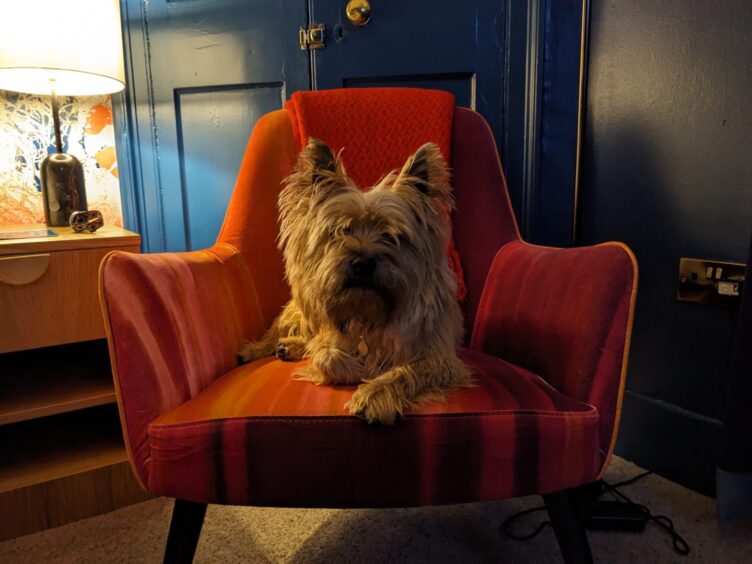 "I've been expecting you." Making ourselves at home in the dog-friendly room at Plockton Inn. Image: Alastair Gossip/DC Thomson
