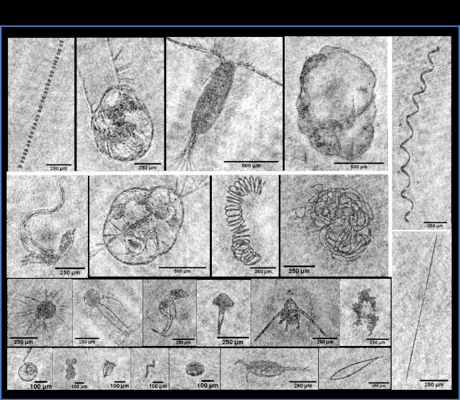 Holographic photographs of North Sea plankton.