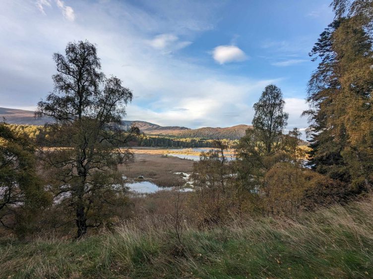 Potential beaver habitat near Aviemore.