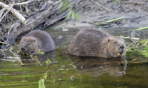 Three new spots across the Spey have been chosen as potential habitats for beavers to be moved to. Image: Elliot McCandless/Beaver Trust