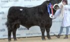 Top price Aberdeen-Angus at 13,000gns from Duncanziemere.
