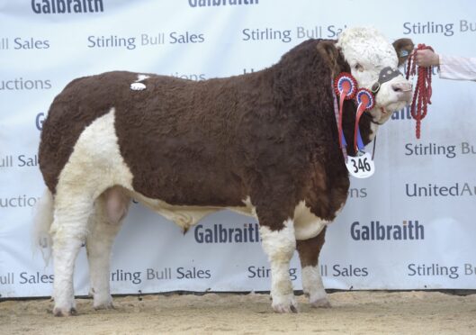 NEW RECORD HOLDER: Richard McCulloch's Overhill House Neo 22 sold for 46,000gns to the Backmuir herd at Keith.