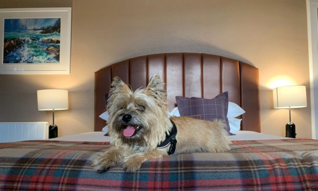 Magnus the cairn terrier makes himself at home at the Tongue Hotel. Image: Alastair Gossip/DC Thomson