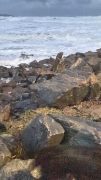 The statue was on the ground yesterday after a huge wave turned the attached boulder over. Image: jacqueline wake Young/ Facebook