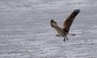 Ludo the osprey has been spotted in France. Image: Herri Baron