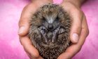 All creatures great and small are looked after at Highland Wildlife Rescue.