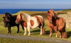 Three windswept Shetland Ponies on the sunny cliff tops of their native Shetland Islands. Image: Shutterstock