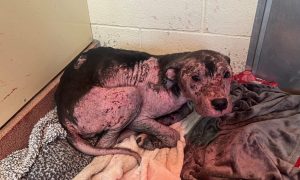 SPPCA said a dog had been found abandoned in Aberdeen.