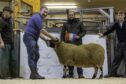 Sandy MacPherson, Abersky, Torness, with his champion Blackface ram, pictured with judge Dan Walton from Wanwood Hill, Alston. Picture by Anne MacPherson