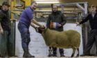 Sandy MacPherson, Abersky, Torness, with his champion Blackface ram, pictured with judge Dan Walton from Wanwood Hill, Alston. Picture by Anne MacPherson