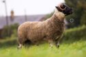 Sale leader was south-type lamb from James McCurdy which sold to Davie and Jock Jackson, Pole, Lochgoilhead.