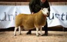 The Rennie family of the Attonburn flock in the Scottish Borders topped at £14,000.
