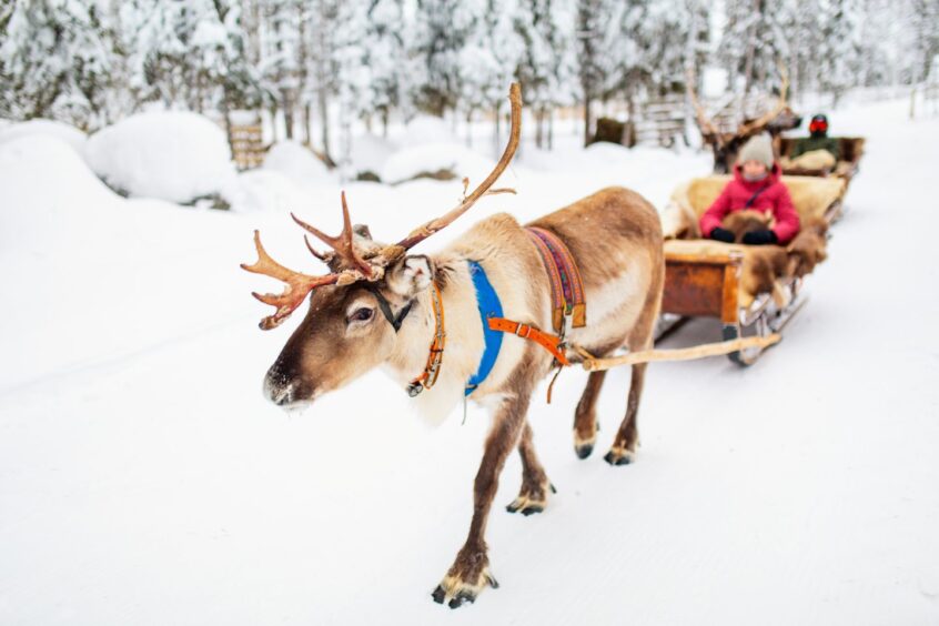 Reindeer on parade at Oban Winter Festival.