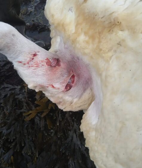 Close up of large wounds sustained by a sheep during the dog attack in Laide.