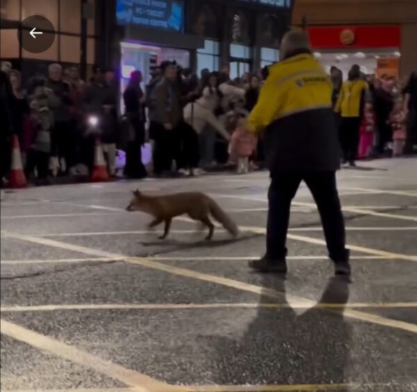 A security guard tries to catch the fox during yesterday's Aberdeen Christmas lights switch on parade.