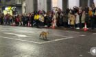The fox got caught up in the Christmas celebrations