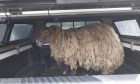 Fiona the sheep, rescued