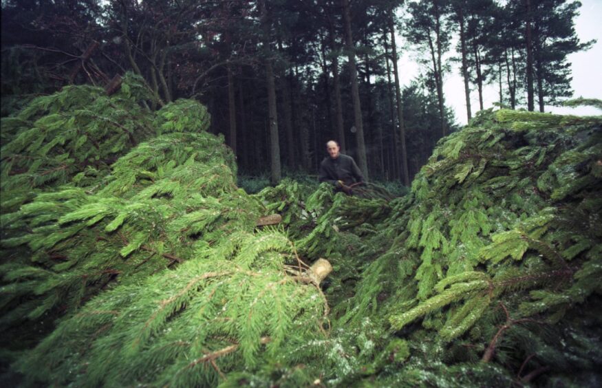 A man among the chopped trees in Kirkhill Forest