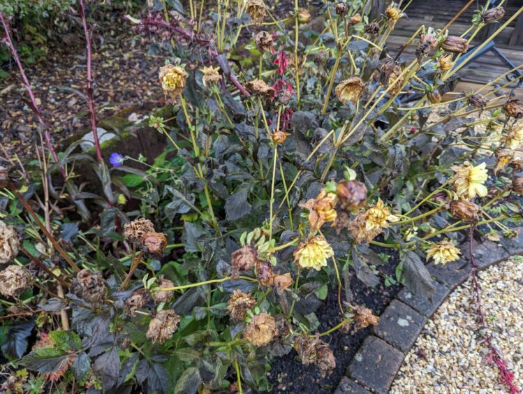 frosts dahlias needing uprooted during a November gardening job