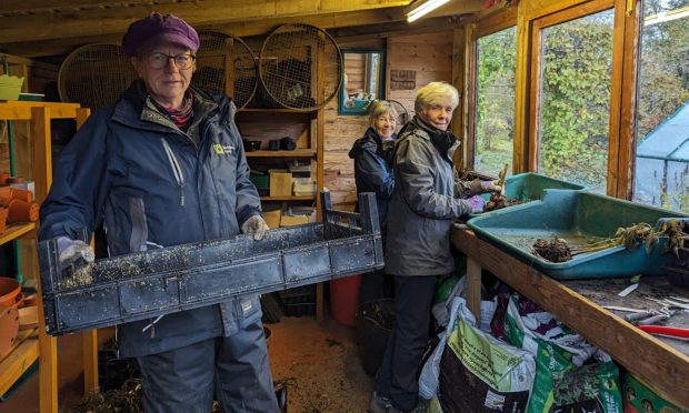 Anne, Claire, and Margaret cleaning and sorting dahlia tubers.