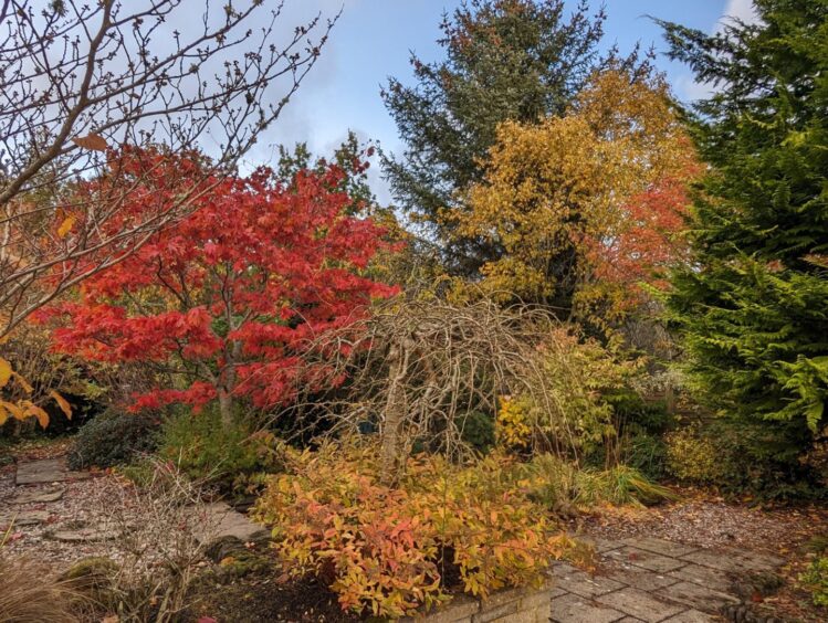 Autumn at Beechgrove Garden, with a variety of trees