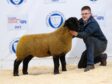 The Stuart family from Birness sold this ewe lamb for 5,000gns.