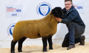 The Stuart family from Birness sold this ewe lamb for 5,000gns.