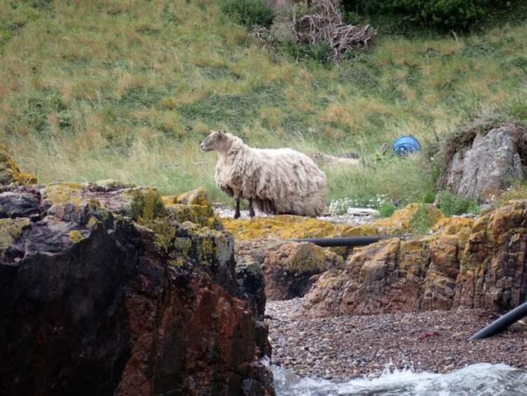 Britain's loneliest sheep, Fiona, when she was stranded at the bottom of a cliff near Brora.