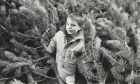 A little boy among christmas tree branches