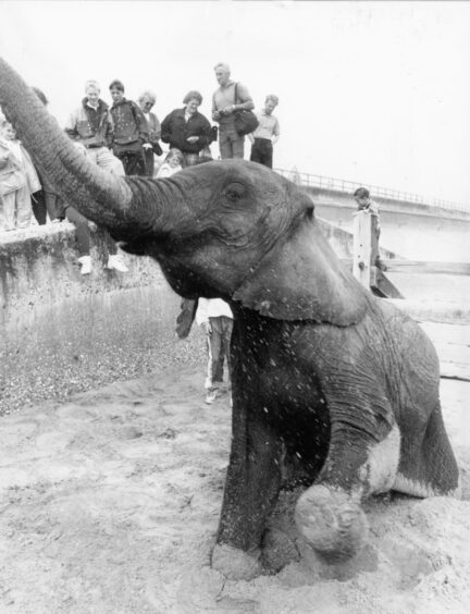 Circus Elephants play at Aberdeen beachfront. Supplied by DCT Archives.