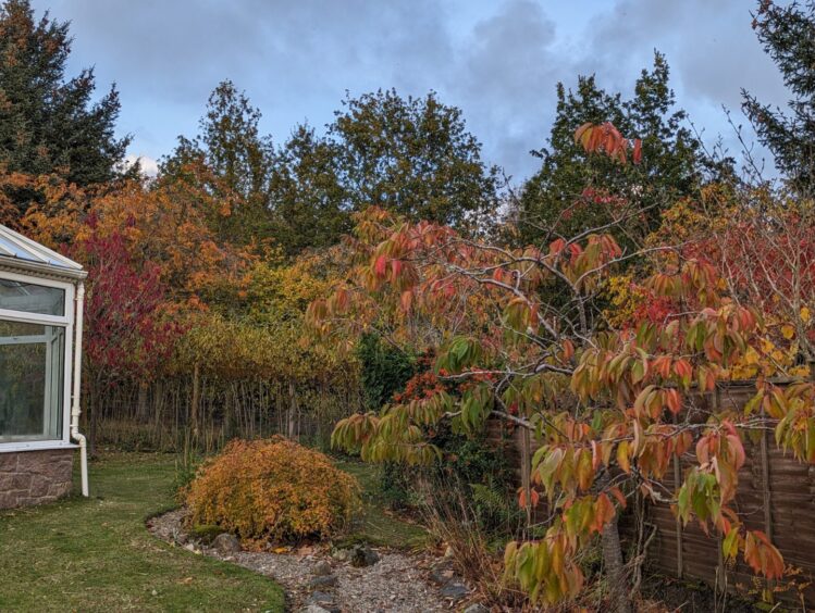 Autumn leaves in a garden, various shades of green, orange, red and brown
