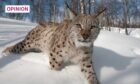 Most people know very little about the enigmatic big cat that is the lynx. Image: scotlandbigpicture .com