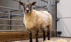 Rescue of Fiona the lonliest sheep beamed around the world.