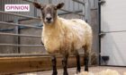 Fiona the sheep was rescued from the bottom of a cliff near Brora and is now being cared for.  Image: SSPCA.