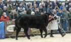 James Nisbet won the top award for the second year on the trot with Limousin cross heifer Starlight, which later sold for £9,800. Pictures by Ron Stephen.