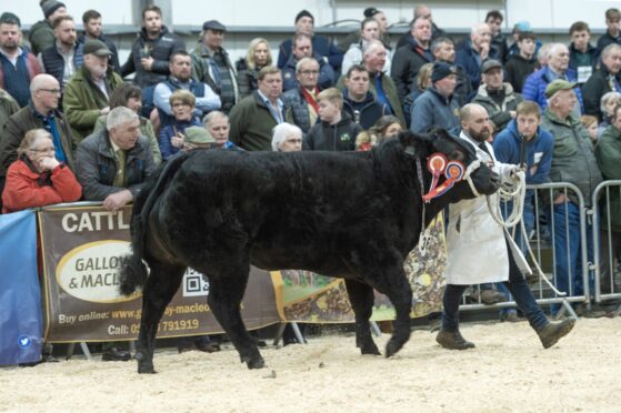 James Nisbet won the top award for the second year on the trot with Limousin cross heifer Starlight, which later sold for £9,800. Pictures by Ron Stephen.