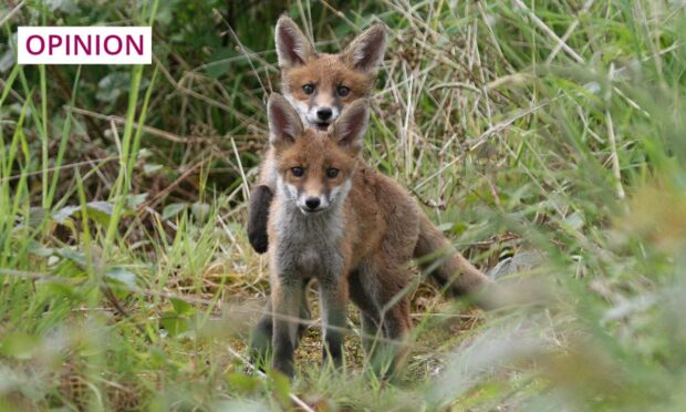 Scotland seems t have reached the general consensus that using snares to kill wild animals is cruel. Image: Mark Caunt/Shutterstock