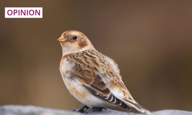A snow bunting sporting winter plumage. Image: Jeremy Richards/Shutterstock
