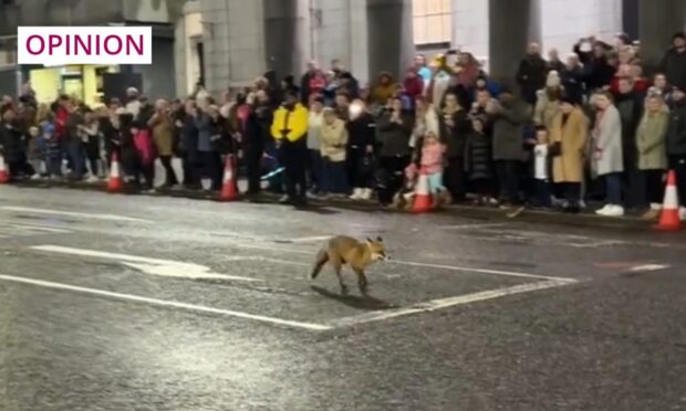 An urban fox stole the spotlight during Aberdeen's Christmas parade and light switch-on. Image: Facebook