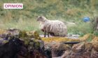 Is this Scotland's loneliest sheep, or Scotland's happiest sheep? Image: Jill Turner/Peter Jolly Northpix