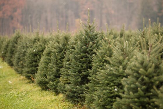 Places near me to buy a real christmas tree