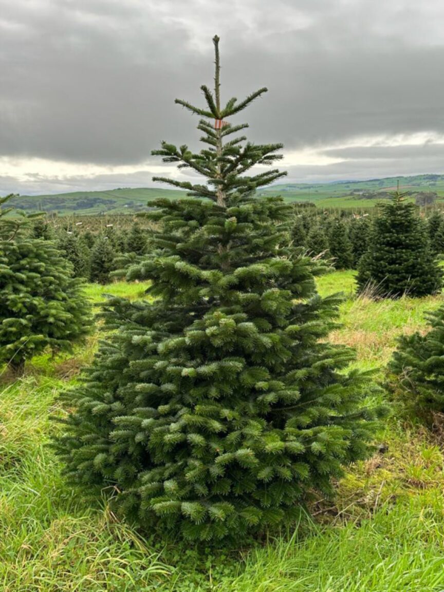 11 places to buy real Christmas trees from Aberdeen to Inverness
