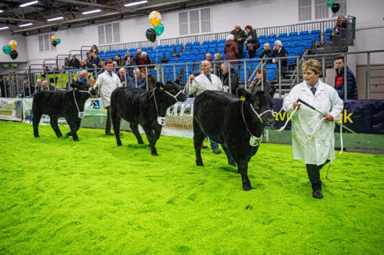Cattle at last year’s Black Beauty Bonanza event. Picture by Wullie Marr / DC Thomson