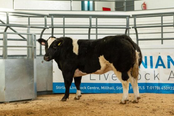 The overall champion went to a 20-month-old BRB cross heifer from Wilson Peters, Monzie, Crieff.