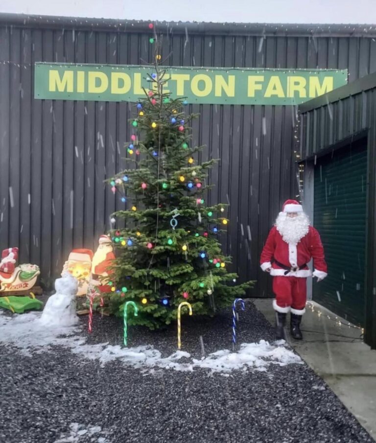 Places near me to buy a real christmas tree