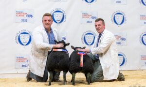 The Young Farmers' prime lambs from the Moir brothers sold for the top price per head of £350.