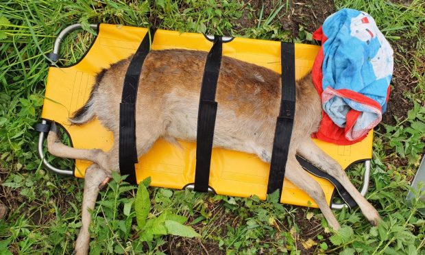 Paul Reynolds, manager of New Arc, is urging drivers to call the wildlife hospital if they hit a deer with their car. Image: Paul Reynolds / New Arc.