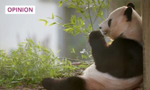 Giant panda Yang Guang has a hectic morning at Edinburgh Zoo, as visitors have one last chance to see him and Tian Tian before they go back to China. Image: Jane Barlow/PA Wire.