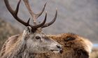 The A9 near Navidale is a hotspot for red deer colllisions. Image Lorne Gill/NatureScot