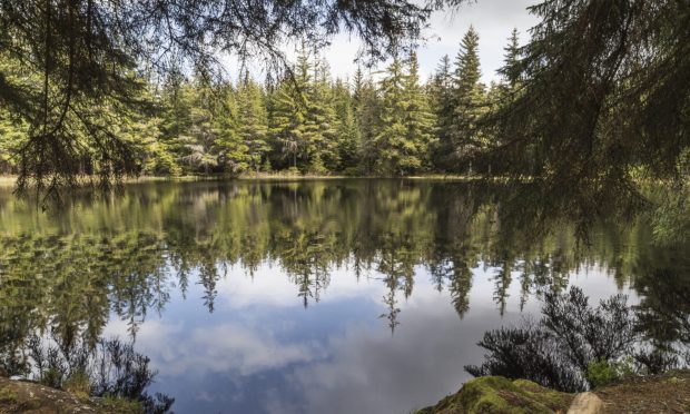 The community trust is looking to buy an area within Farigaig Forest. Image Shutterstock
